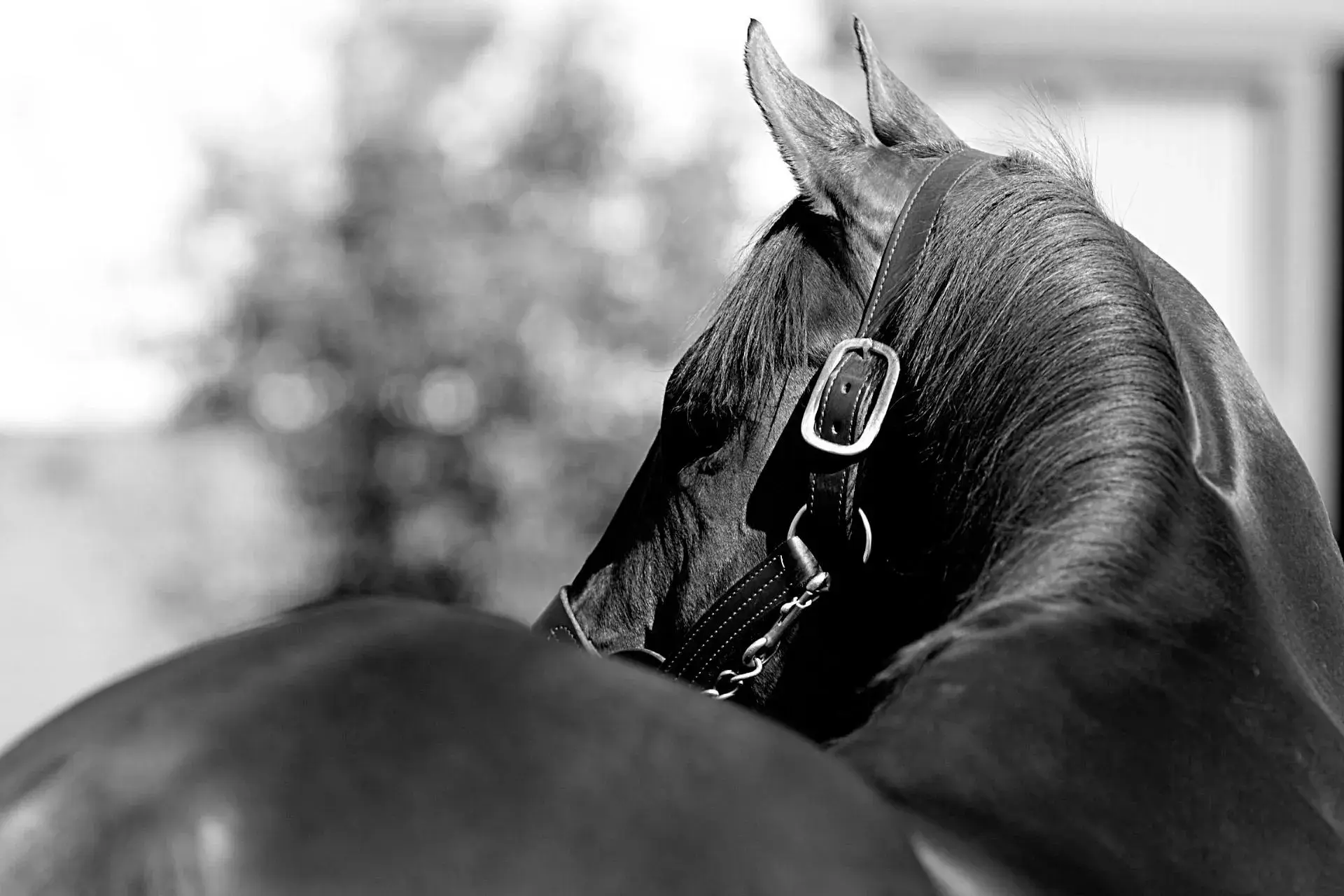 Black-and-white photograph of a racehorse in a leather halter, looking back over its shoulder